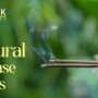Discover the Best Natural Incense Sticks in India